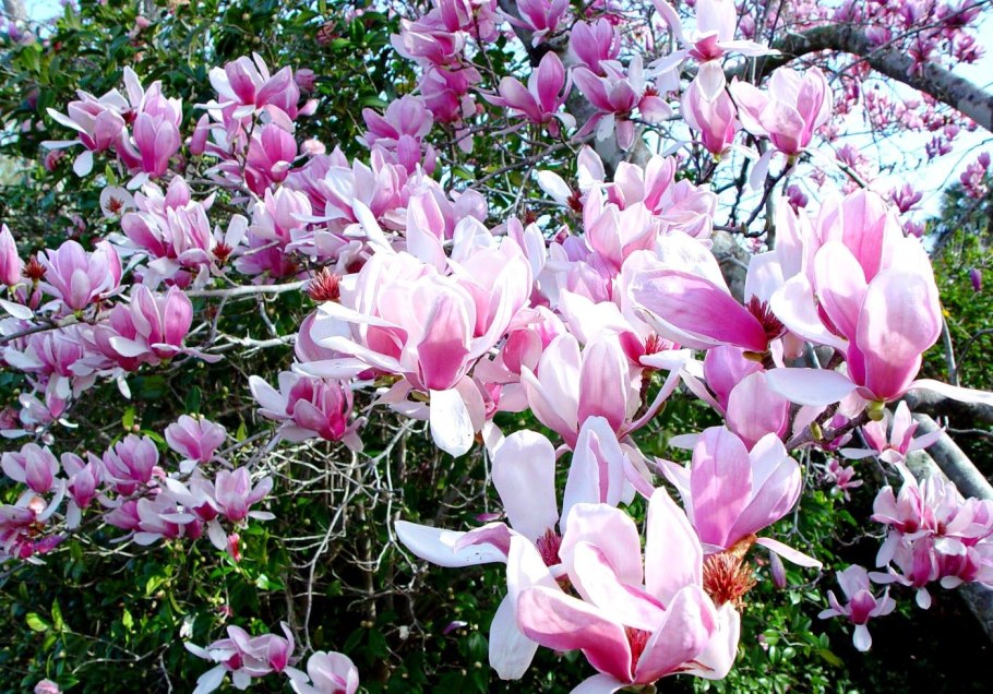 Магнолия Суланжа Линней