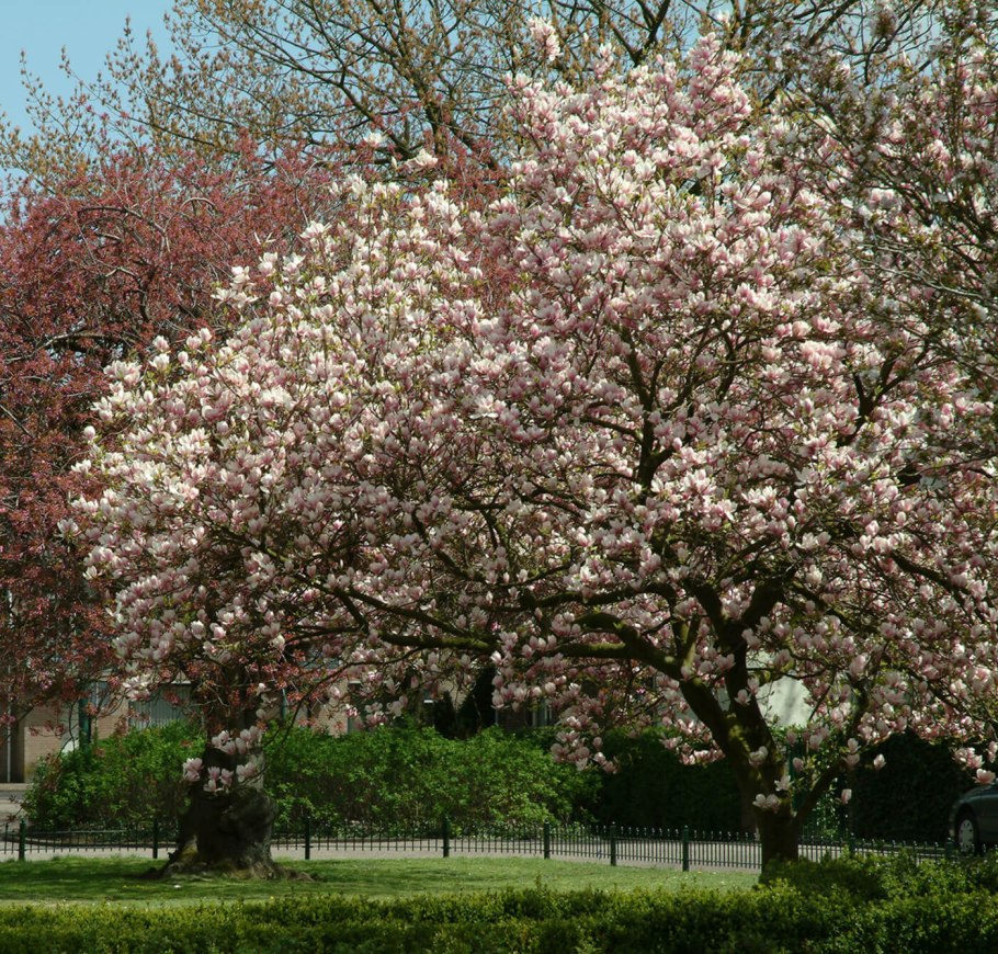 Магнолия дерево цветение