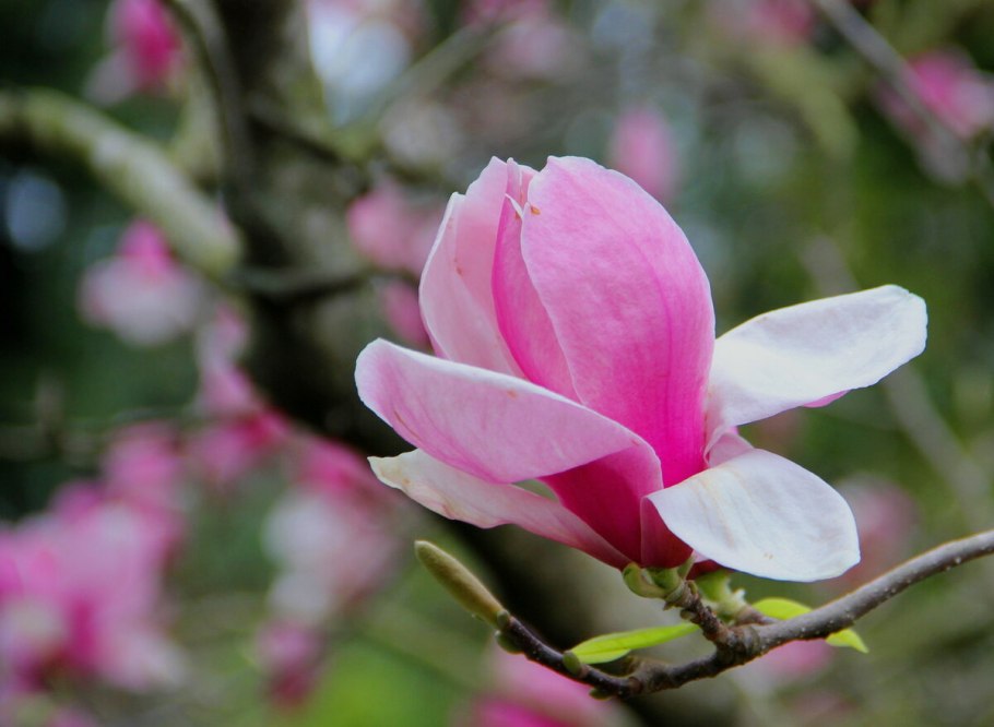 Магнолия Суланжа Суперба