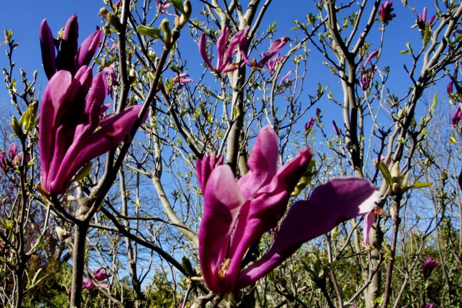 Магнолия Суланжа (Magnolia soulangeana)