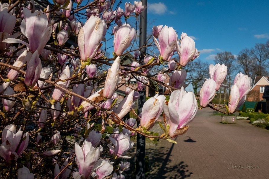 Магнолия Суланжа Александрина