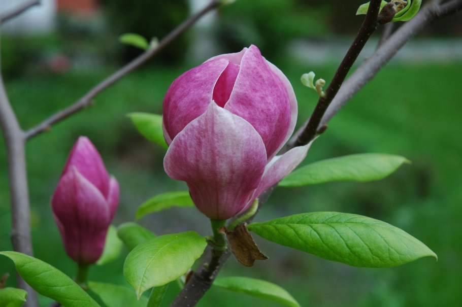 Магнолии суланжа