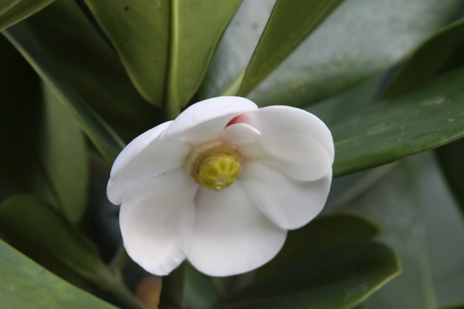 Клуссия цветок