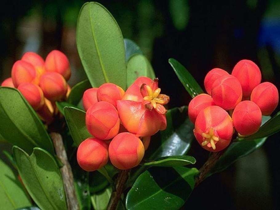 Клузия цветет