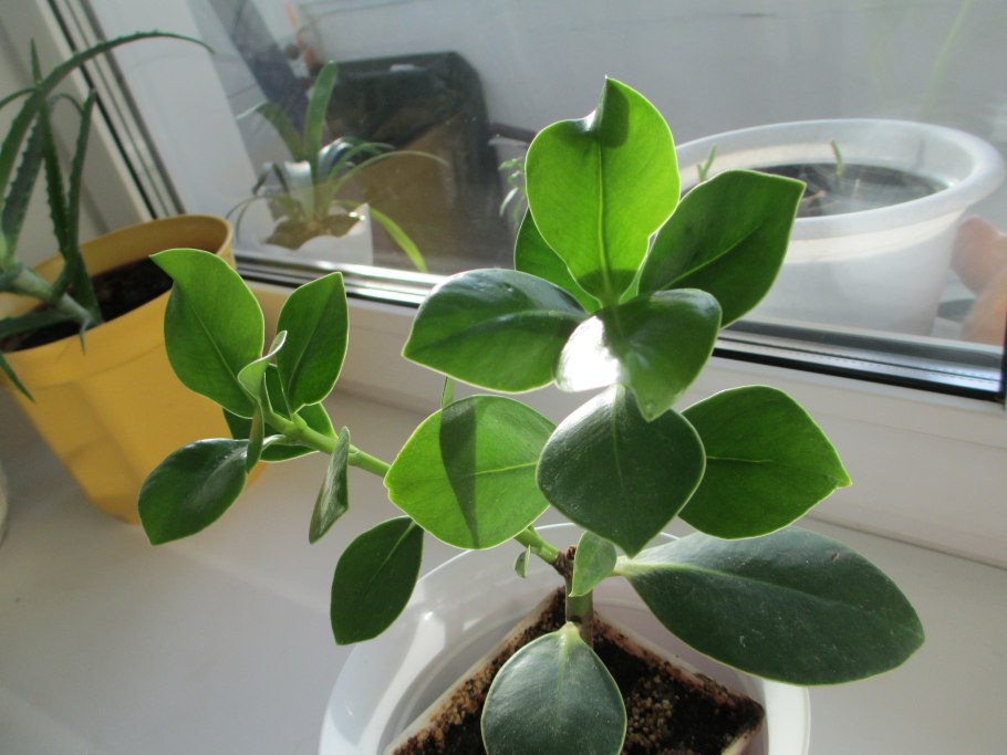 Клузия розовая принцесса