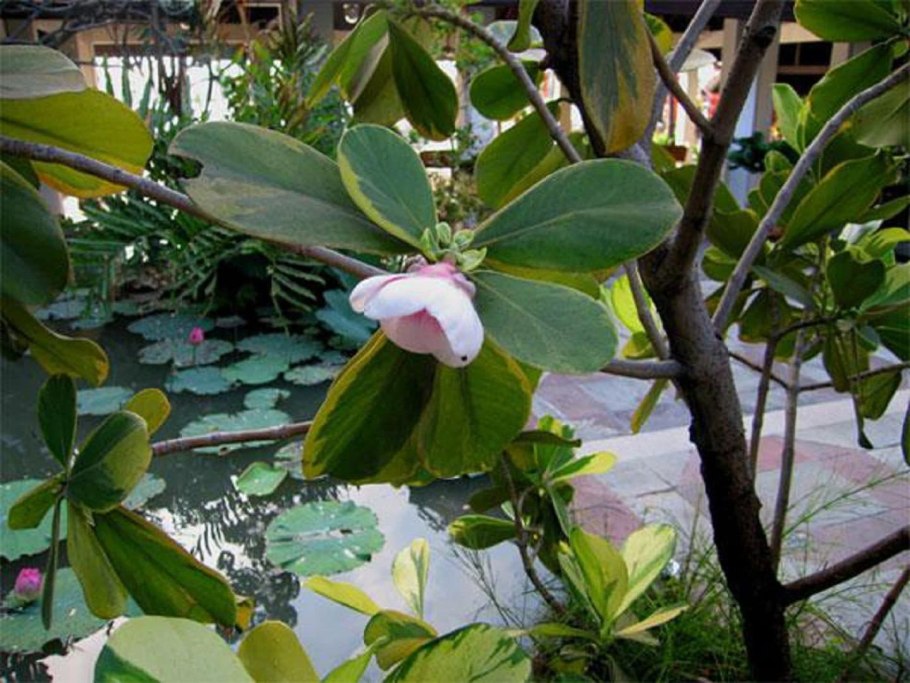 Клузия розовая