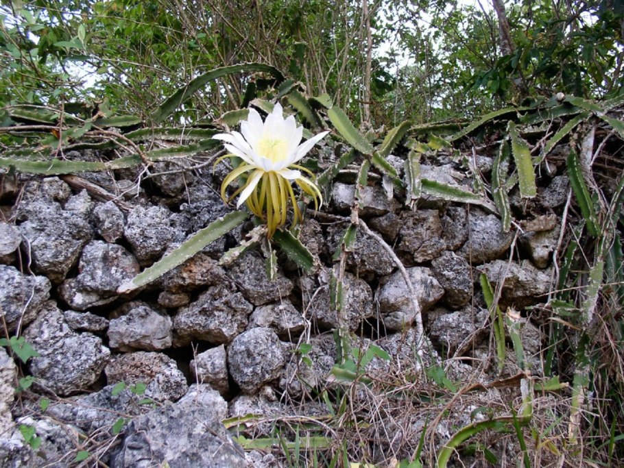 Плод клузии