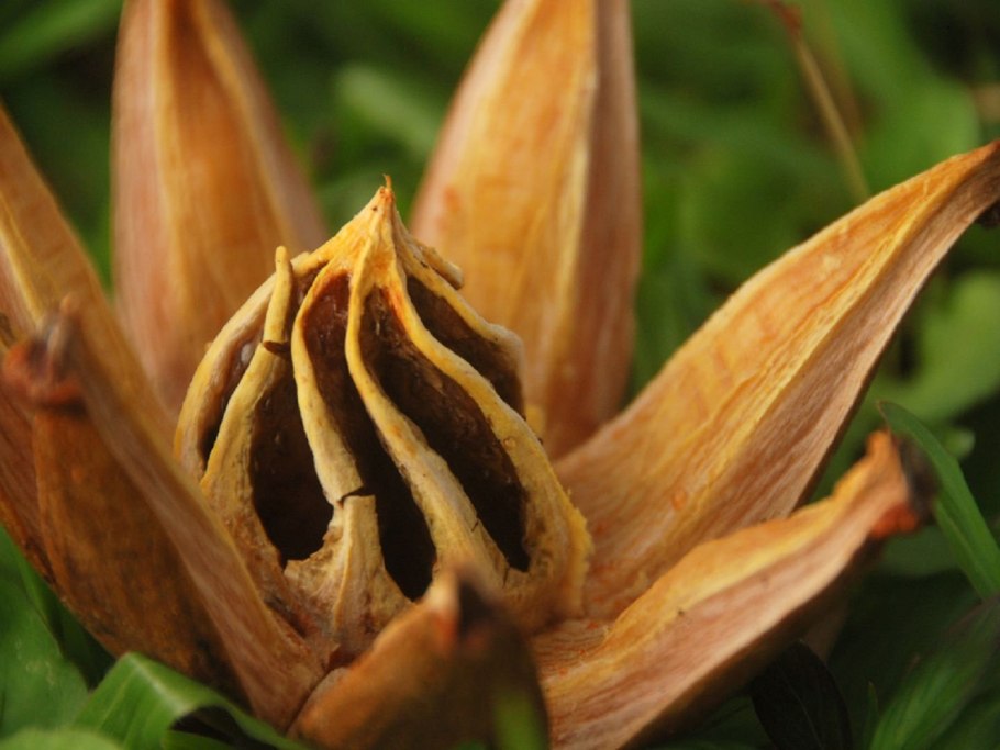 Зверобой четырехгранный