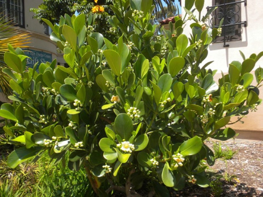 Клузия Росеа