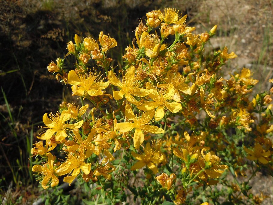 Есть ли у клузии семена