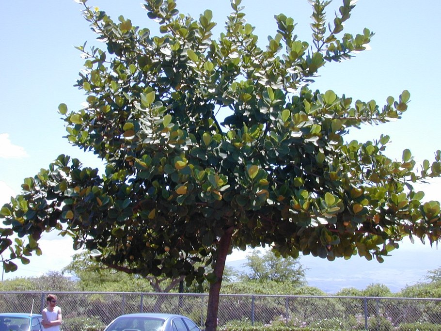 Пеперомия зеленая с кожистыми листьями