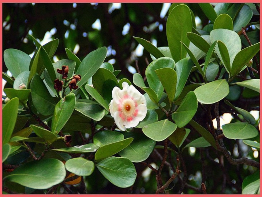 Clusia rosea растение