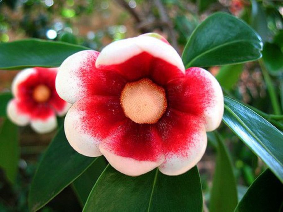 Клузия цветок