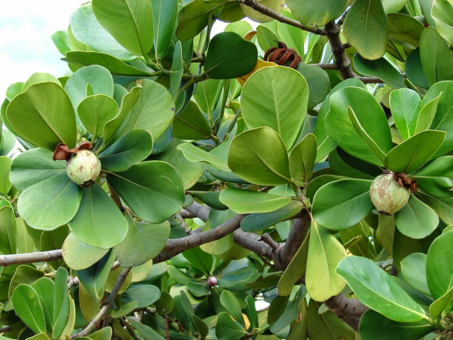 Клузия rosea Princess