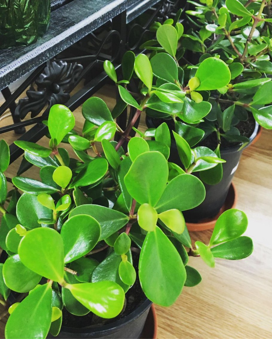 Клузия розовая