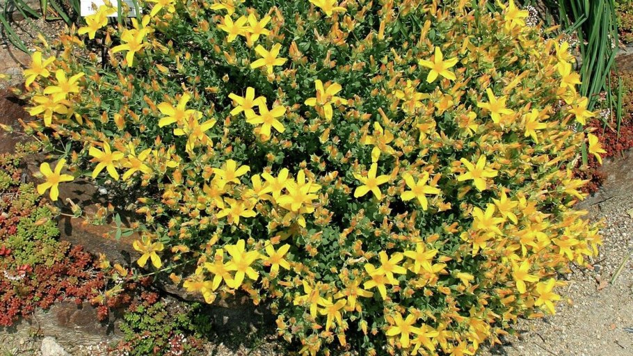 Зверобой продырявленный (четырехгранный)