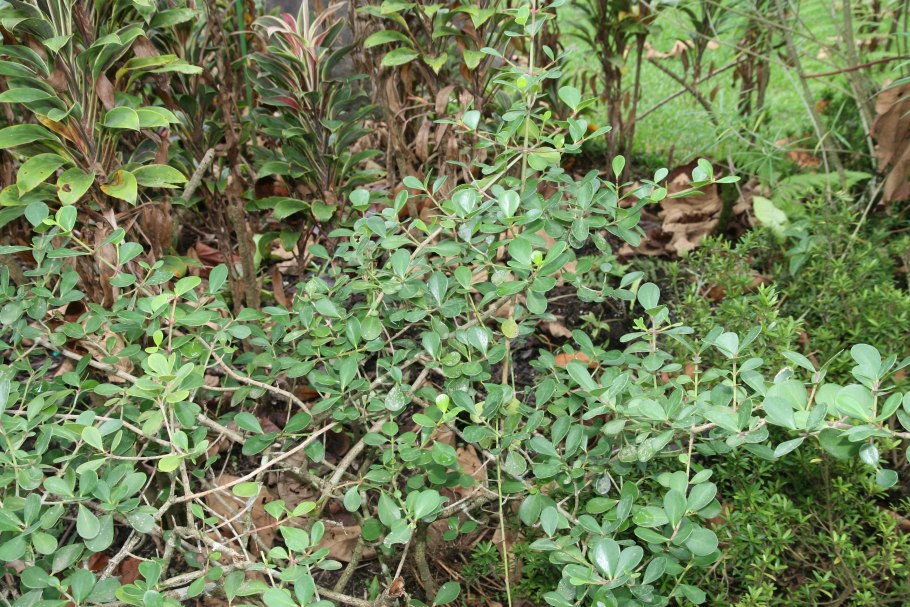 Зверобой Гиперикум