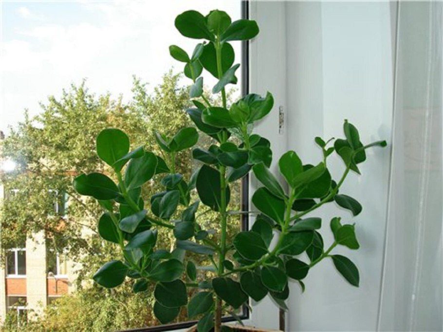 Клузия листья