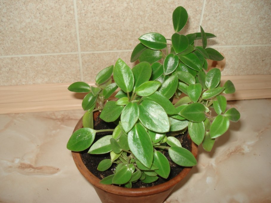 Гилоцереус четырехгранный