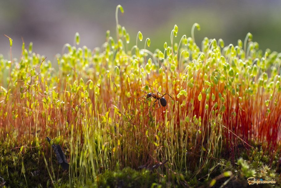 Мох туидиум