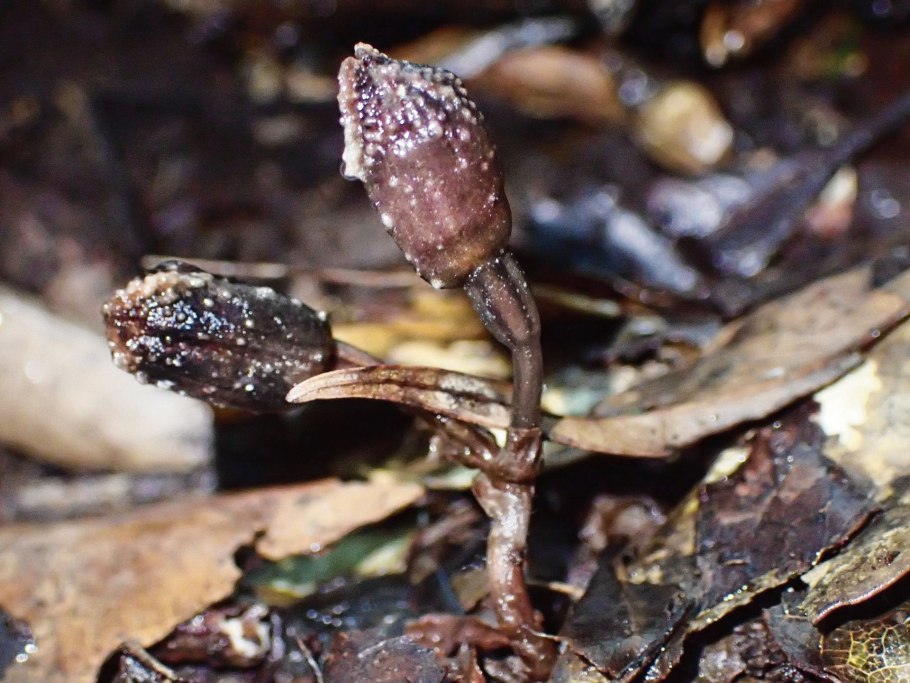 Гнездовка сосочконосная