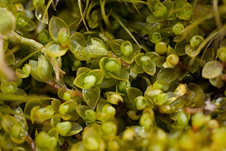 Буксбаумия зеленая