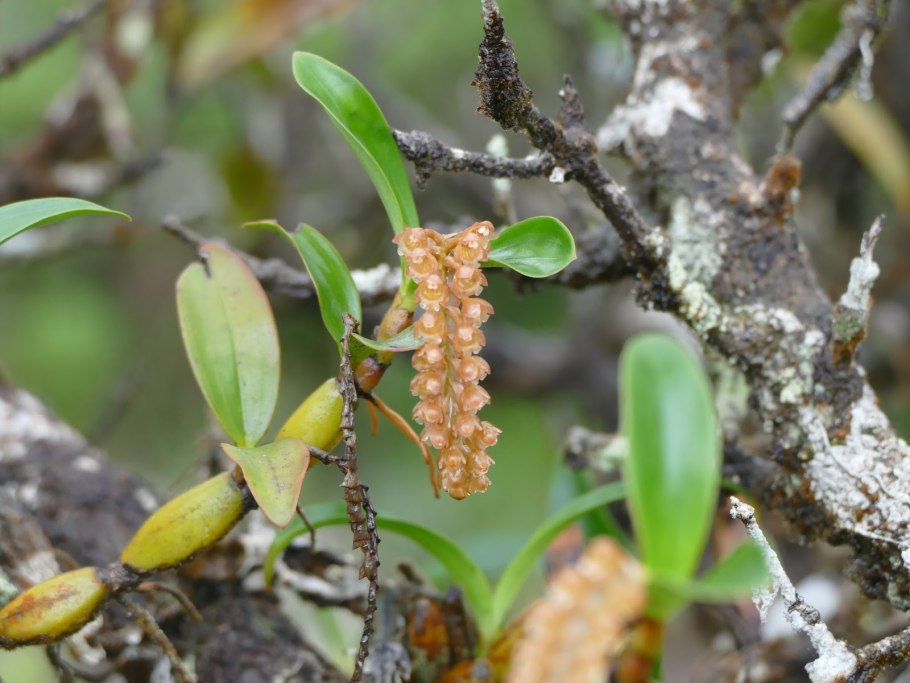 Растение с пустым дудчатым стеблем