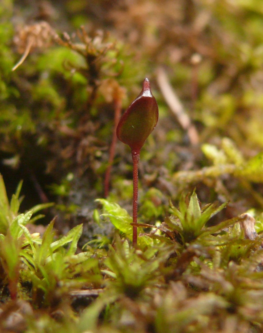 Буксбаумия безлистная мох