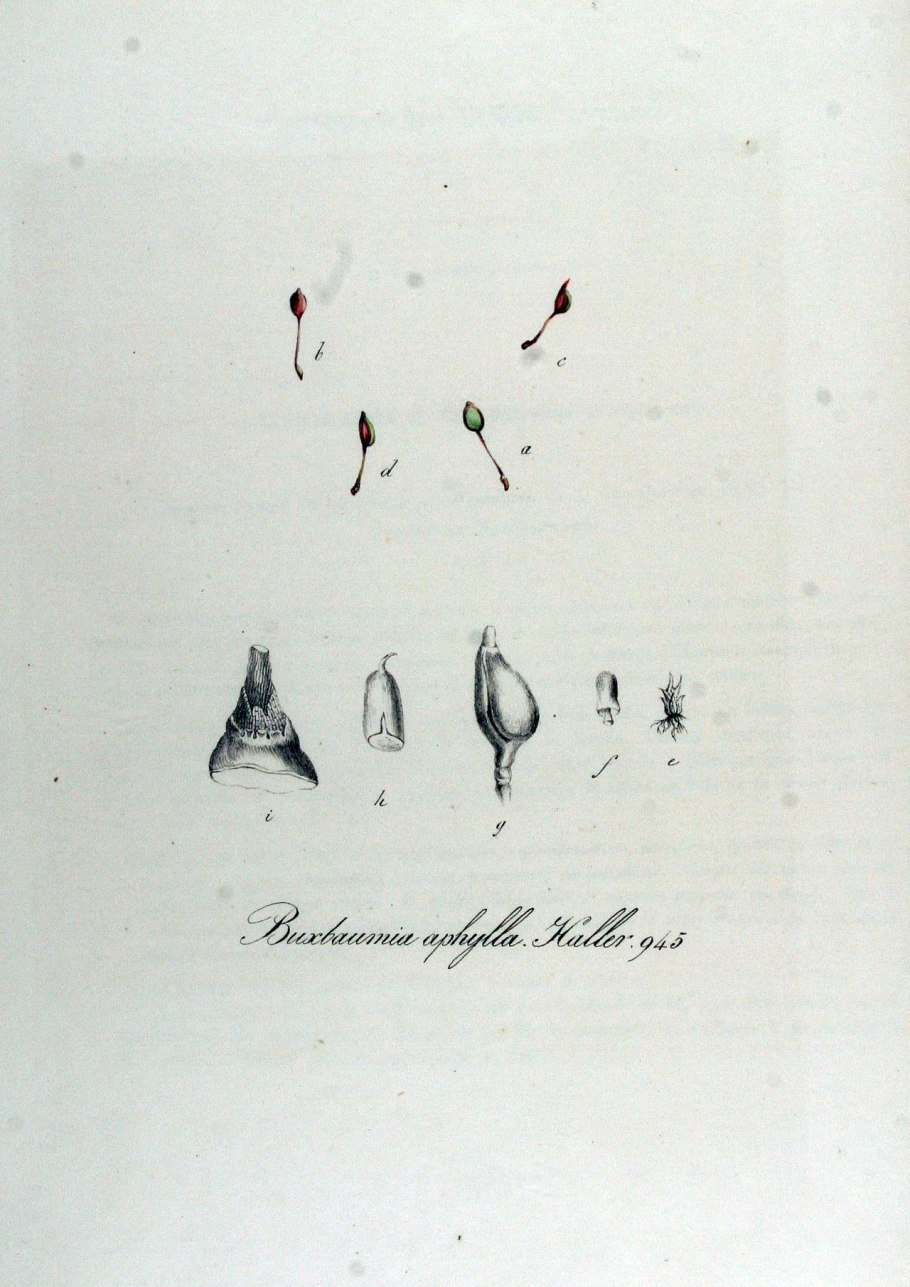 Gastrodia agnicellus Орхидея