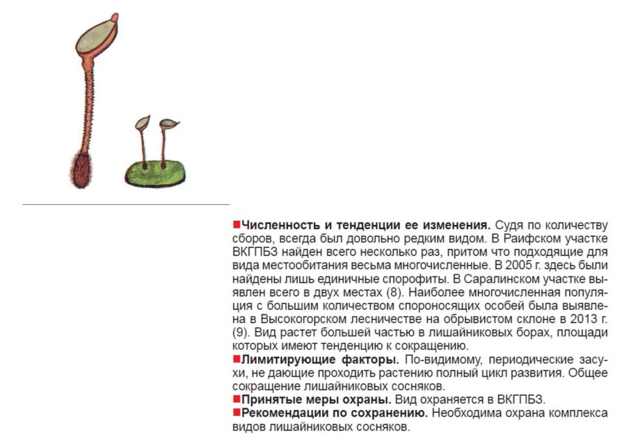Мох Дифисциум