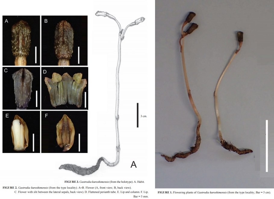 Моховидные растения Кукушкин лен