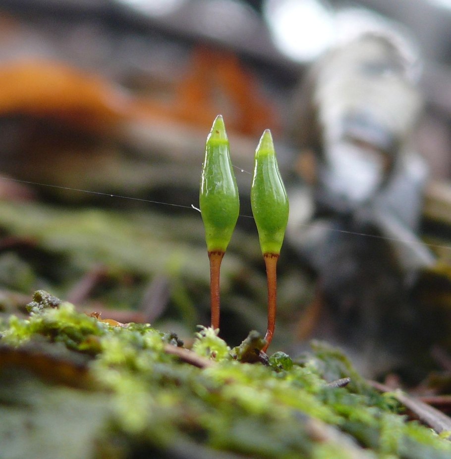 Буксбаумия зеленая