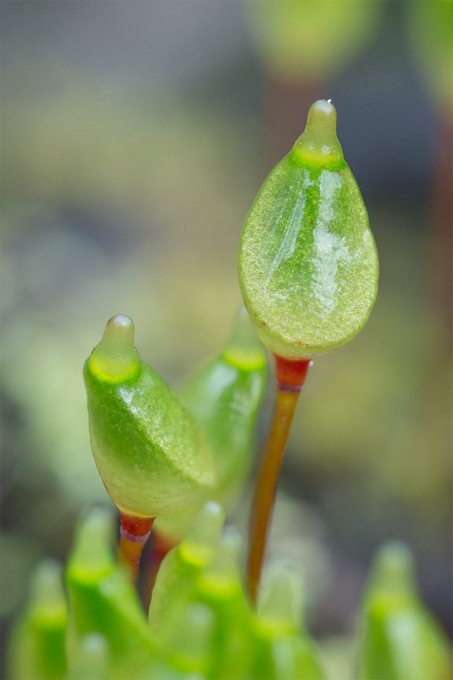 Буксбаумия зеленая