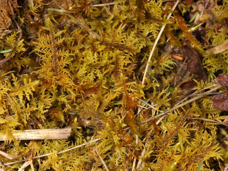 Bryum argenteum