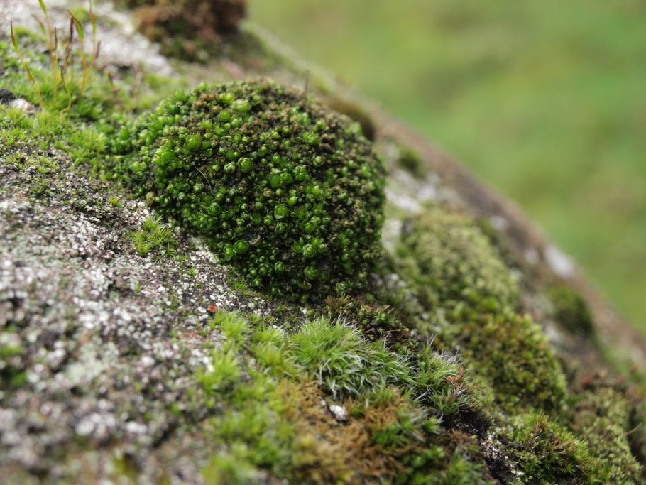 Мох бриум круглолистный Bryum cyclophyllum