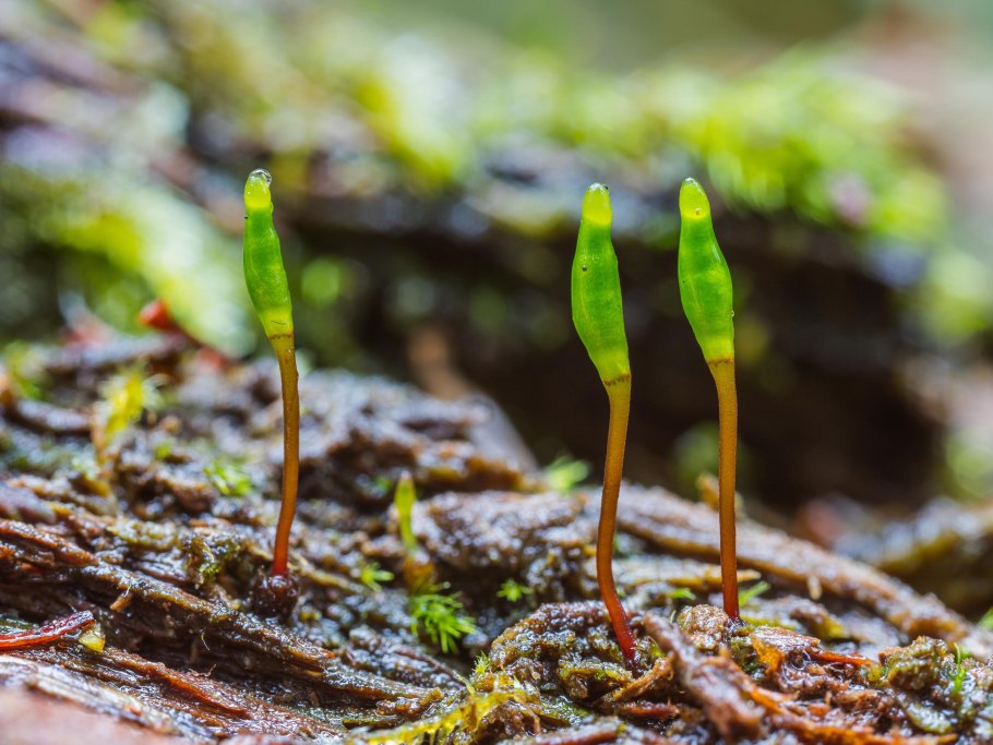 Bryum creberrimum