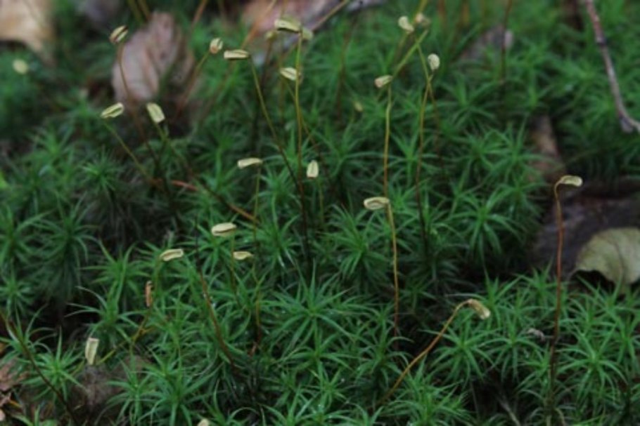Bryum argenteum