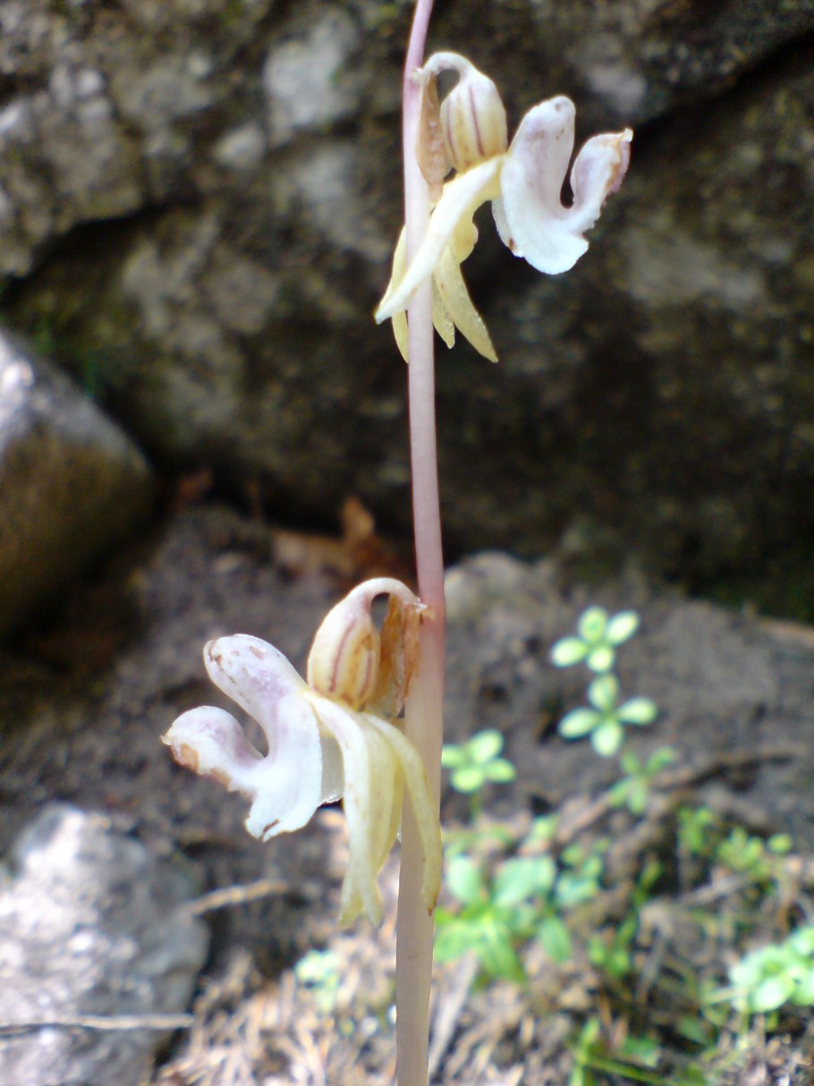 Ptychostomum imbricatulum