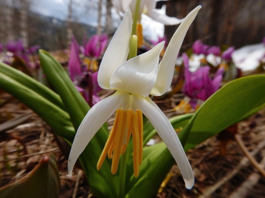 Кандык Сибирский ( Erythronium sibiricum).