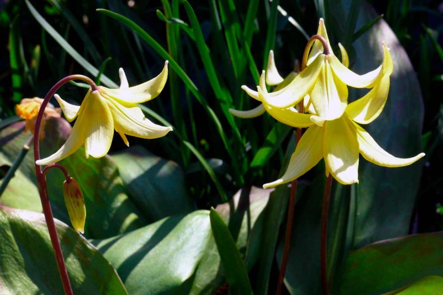 Эритрониум Кандык