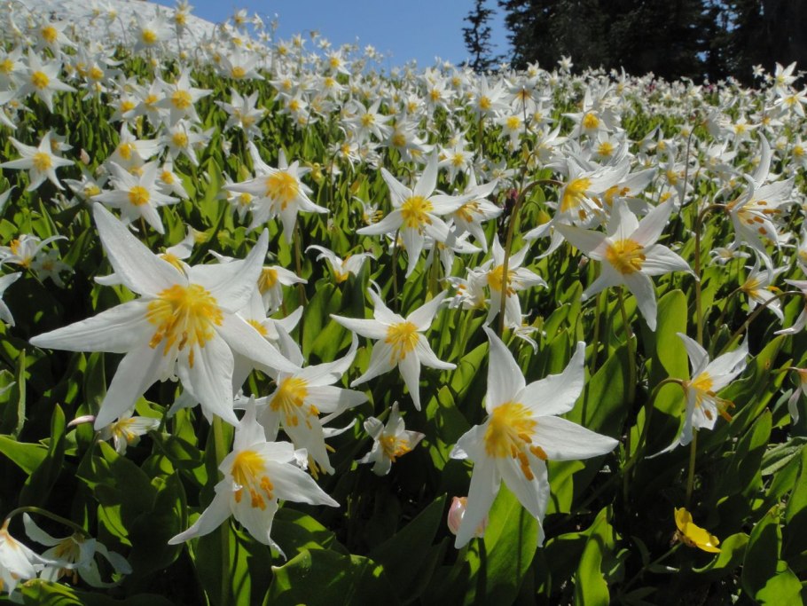 Кандык Сибирский ( Erythronium sibiricum).