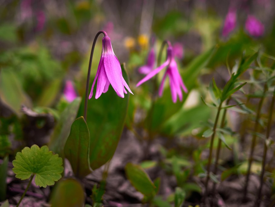 Кандык Абхазии