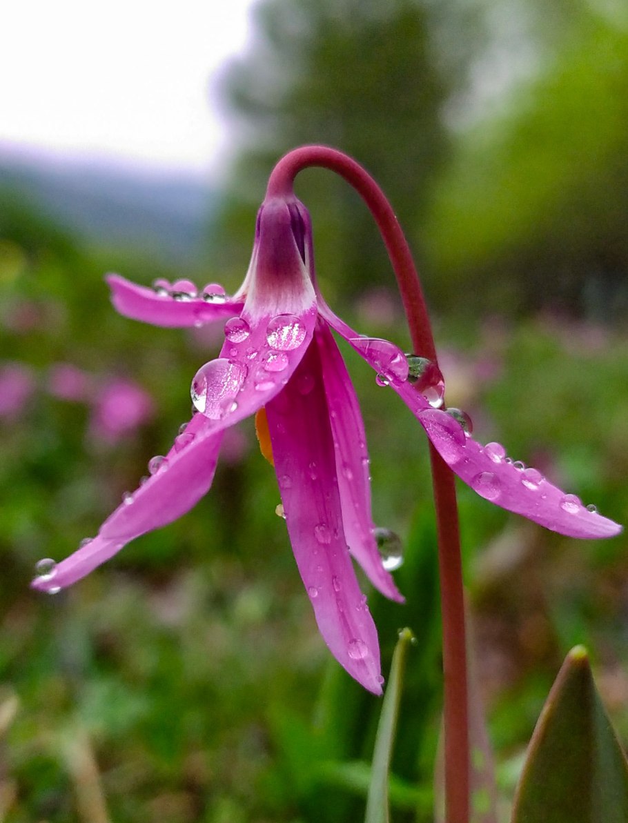 Кандык (Erythronium)