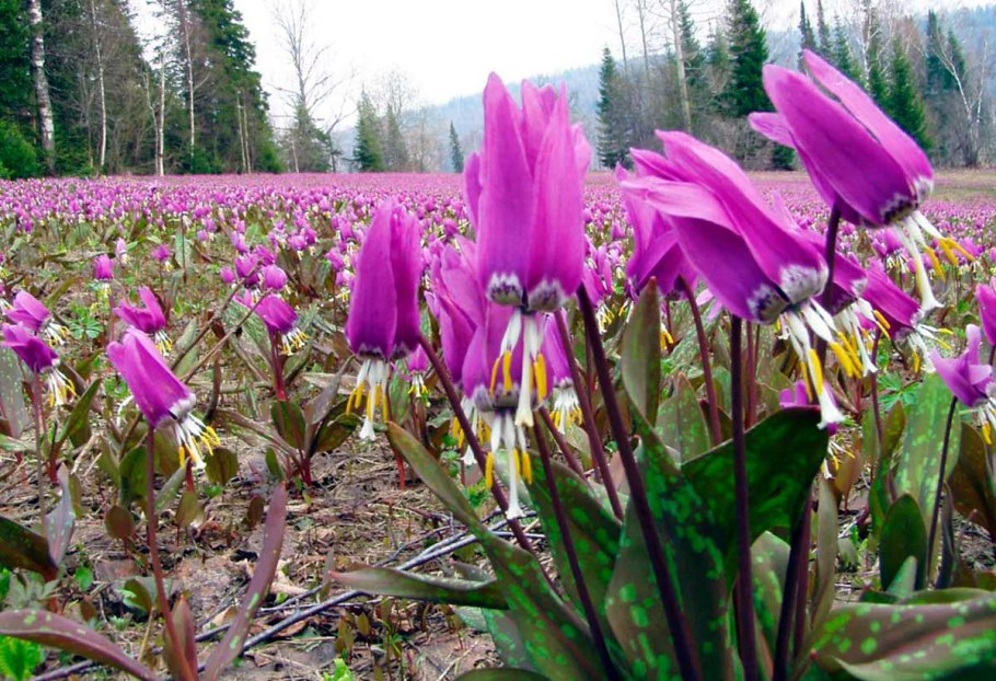 Кандык Сибирский Кандык Сибирский