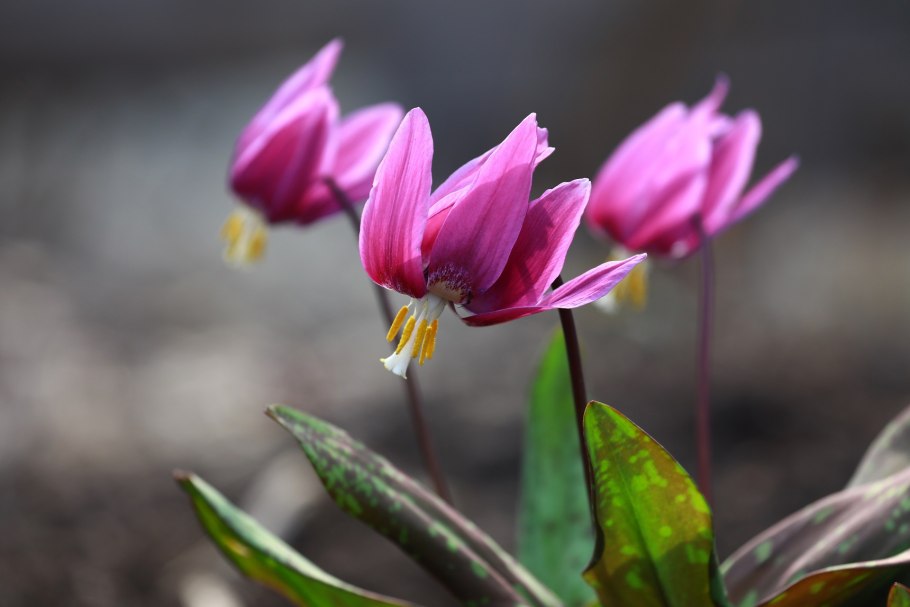 Эритрониум Кандык