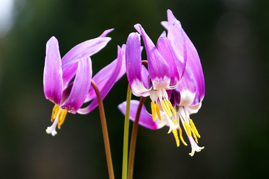 Кандык Сибирский ( Erythronium sibiricum).