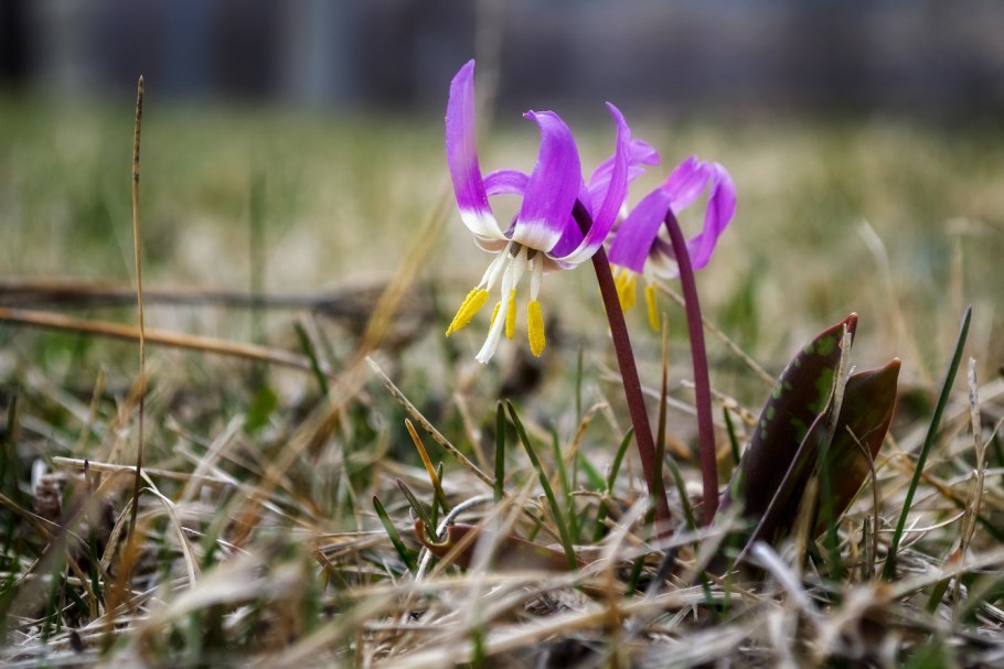 Кандык Сибирский