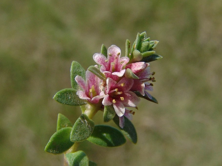 Глаукс морской