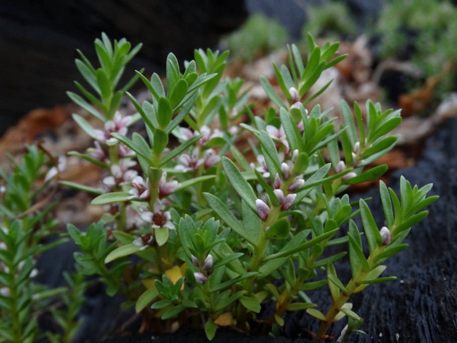 Млечник морской