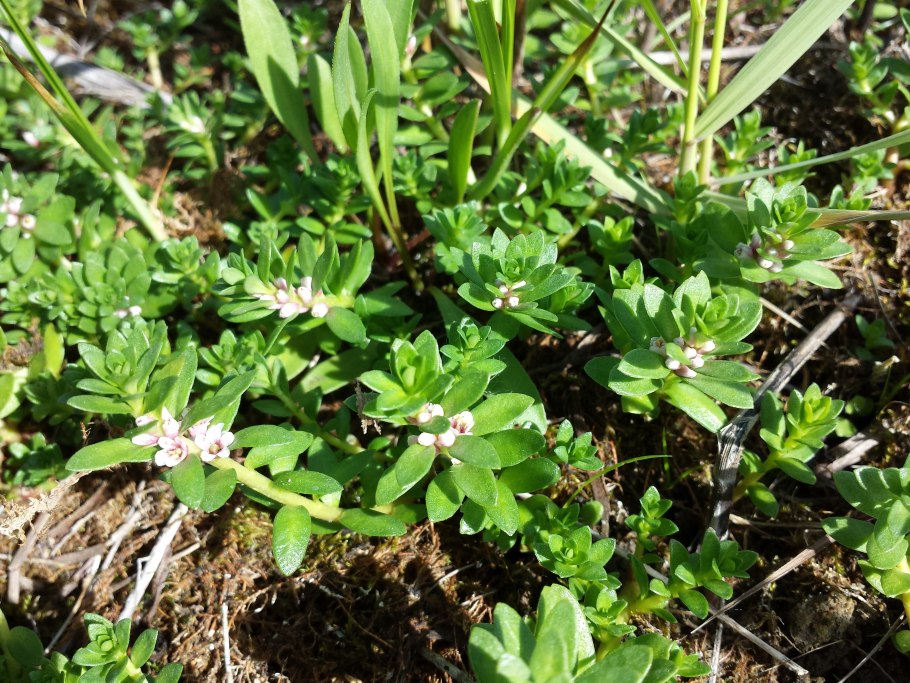 Glaux maritima рисунок